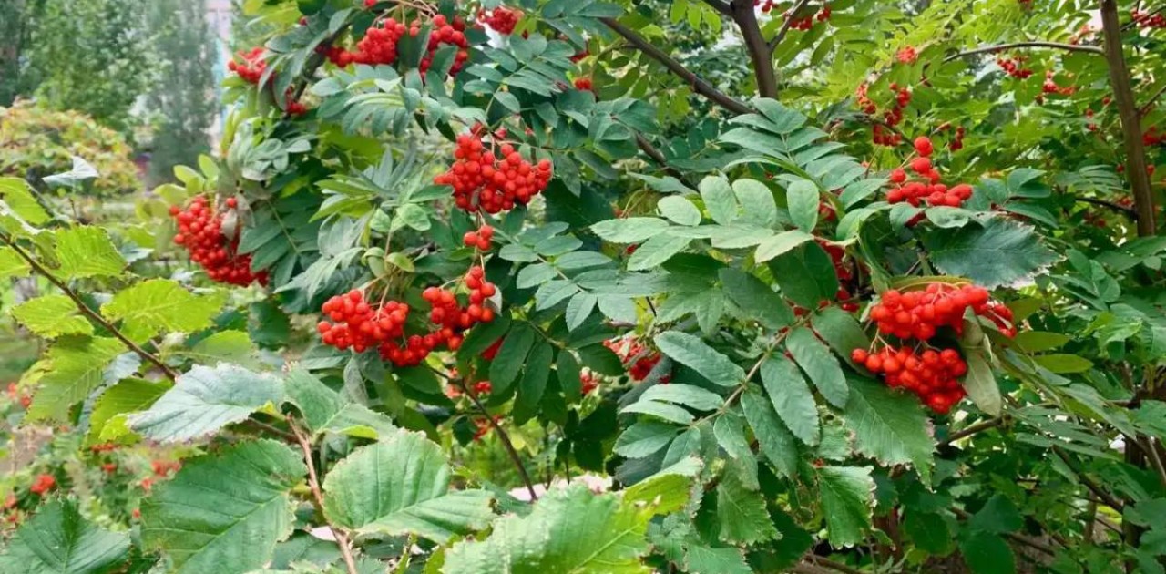 Синоптиктер бірнеше өңірде үсік жүретінін ескертті