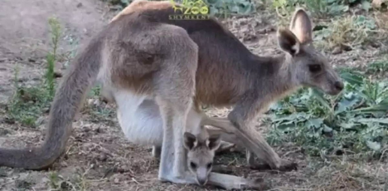 Шымкент зообағындағы кенгуру анасының қалтасында жарты жыл өмір сүрді