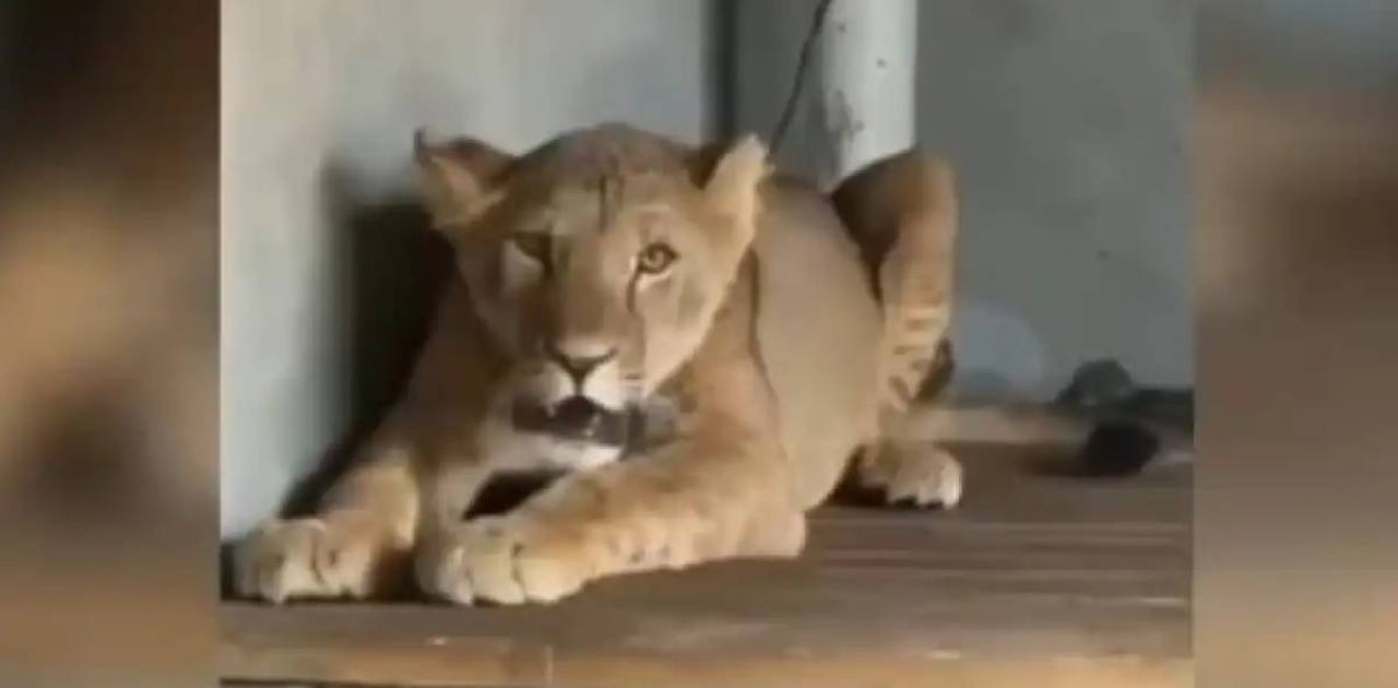 Ауласында арыстан асыраған Сарыағаш тұрғынына қатысты қылмыстық іс қозғалды