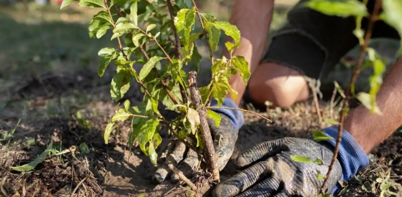 Елордадағы жаңа қоғамдық кеңістікте 2 мыңнан аса жасыл желек отырғызылады
