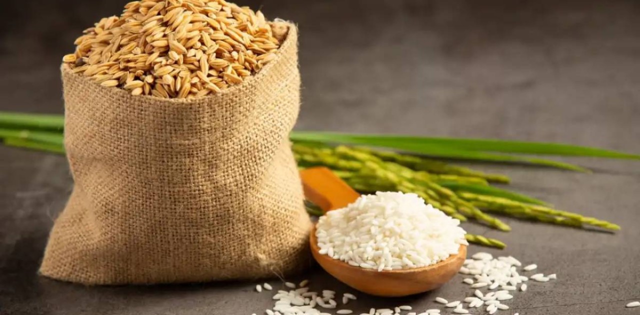 Биыл күріш өнімділігі 50%-ға артады