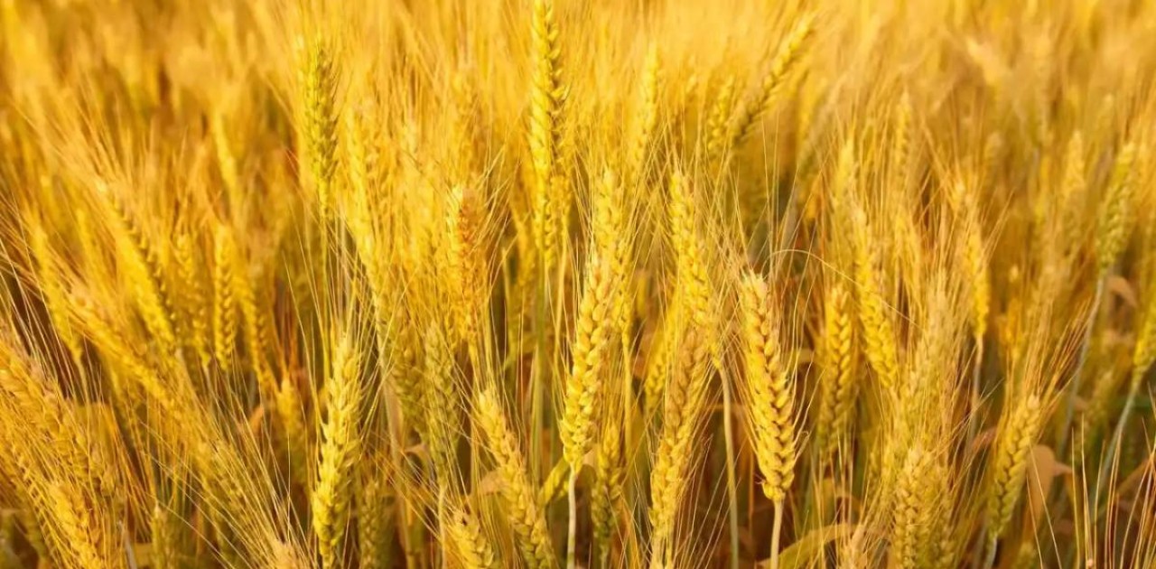 Ресейден Қазақстанға заңсыз әкелінген 251 тонна бидай кері қайтарылды