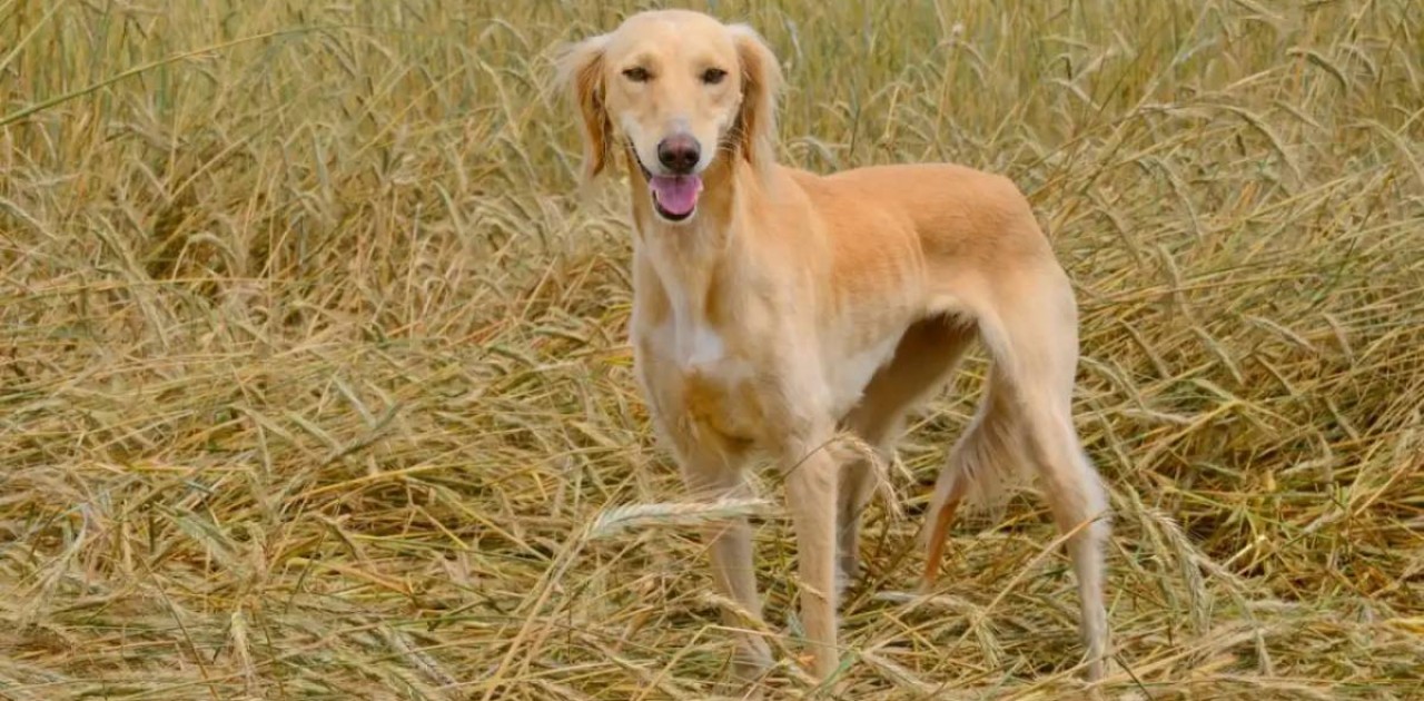 Халықаралық кинологиялық федерация Қазақстанға тазы тұқымының иесі деген мәртебе берді