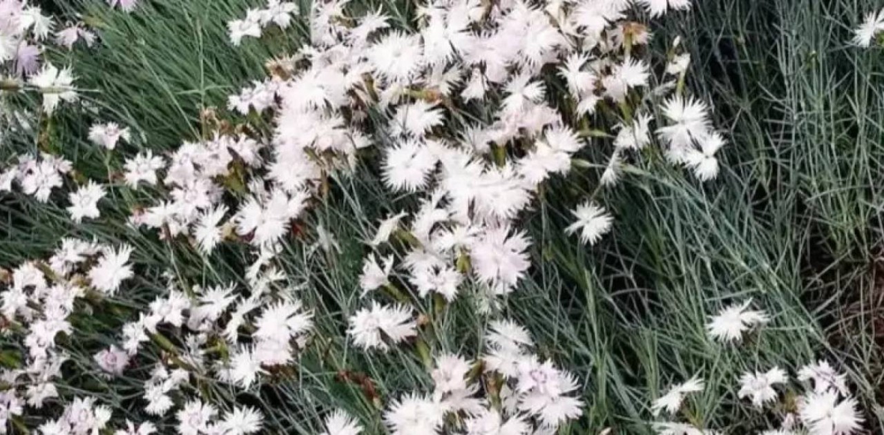 Астанаға Қытайдан әкелінген қалампырдың ірі партиясы жойылды