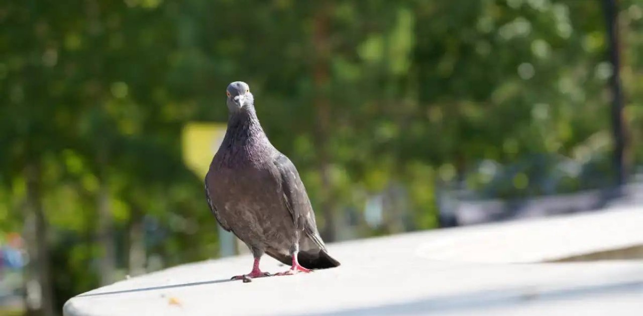 Елордалықтарға құстарды қоректендірудің зияны туралы ескертілді