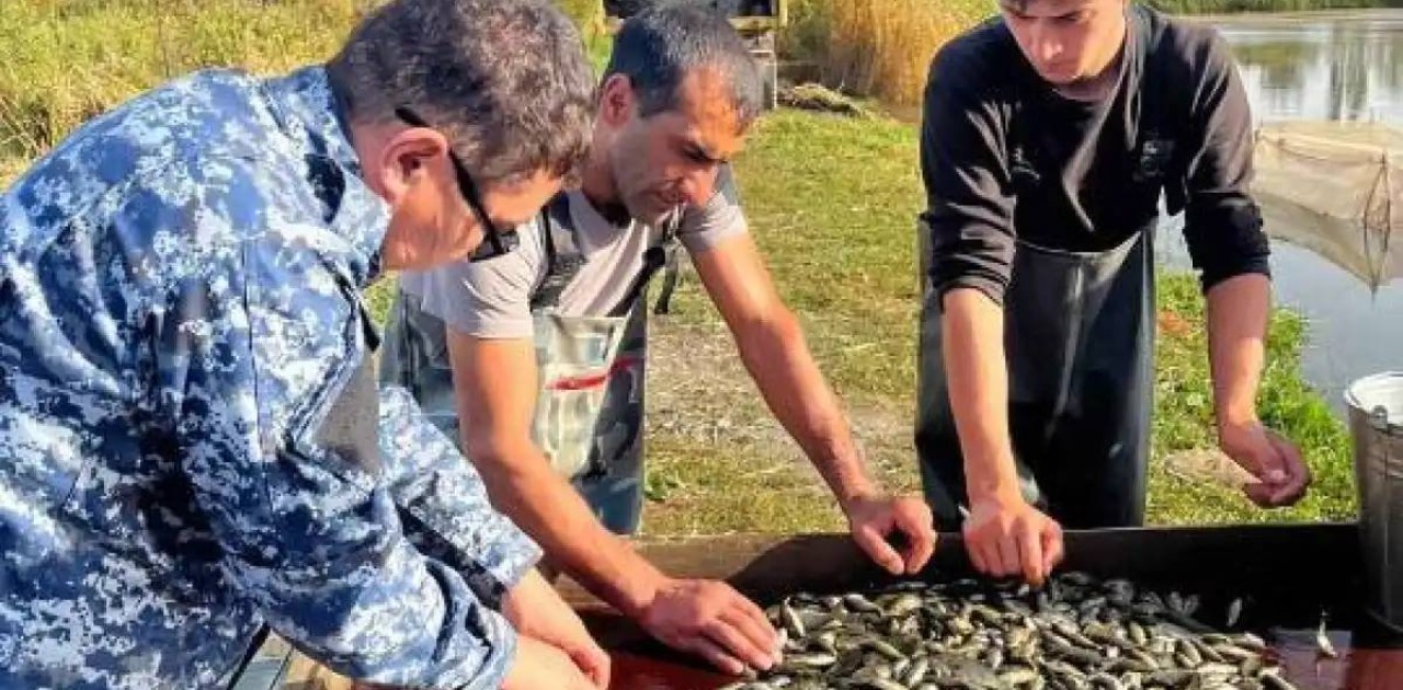 Есіл өзеніне 500 мың тұқы балықтарының шабағы мен ақ амур жіберілді