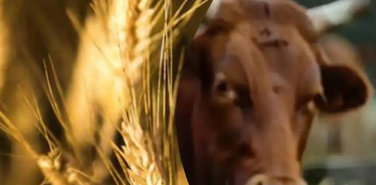 Қазақстан Түркияға астық пен сиыр еті экспортын ұлғайтуды жоспарлап отыр