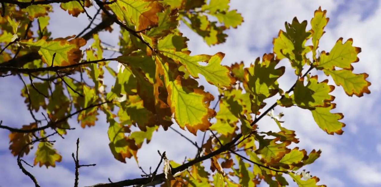 Ертең Қазақстанның бірнеше өңірінде қар жауады