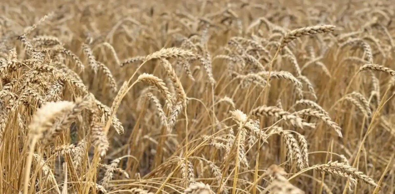 Қазақстанда 24,6 млн тонна астық бастырылды