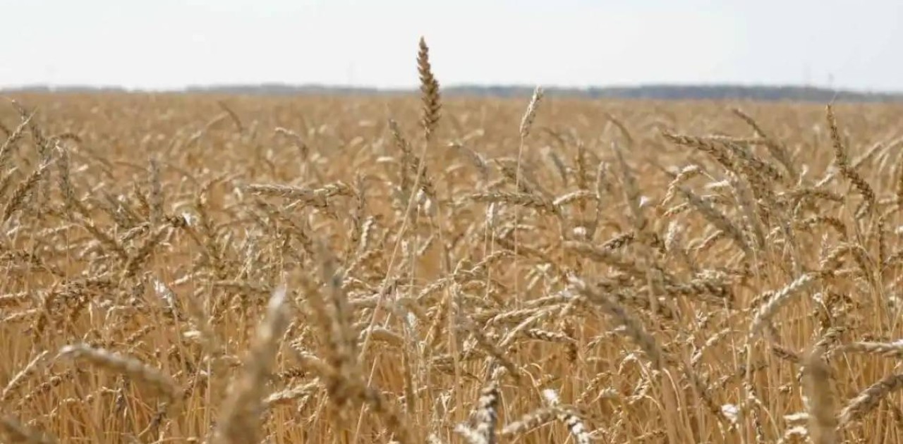 Елімізде 20,8 млн тонна астық бастырылды