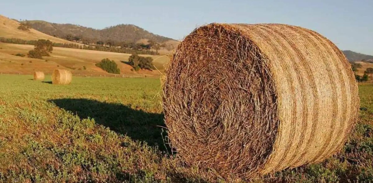 Елімізде 35 млн тонна мал азығы дайындалды