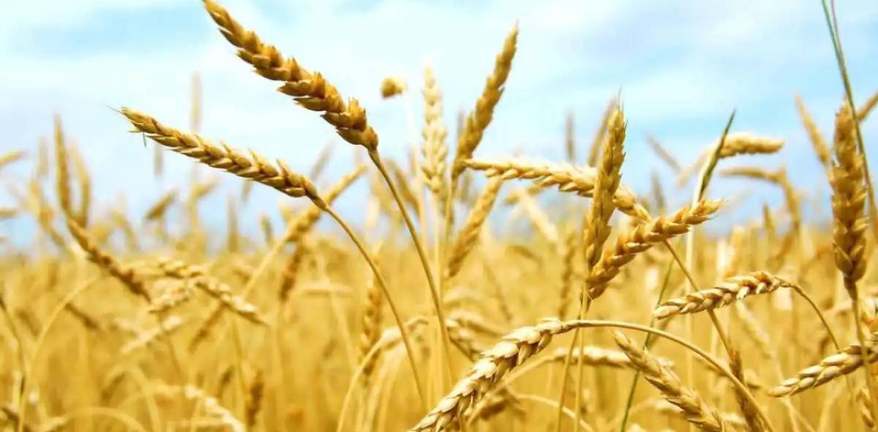 Елімізде егін астықтарының экспорты 1 млн тоннадан асты