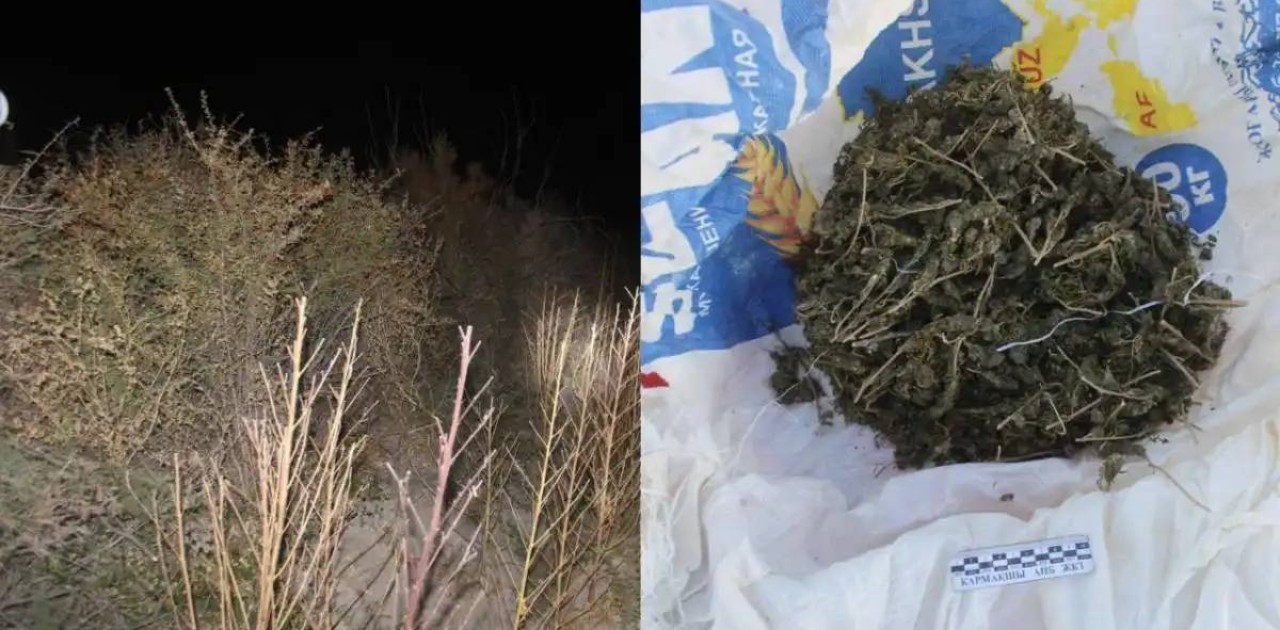 Қызылорда облысында ірі есірткі алқабы жойылды