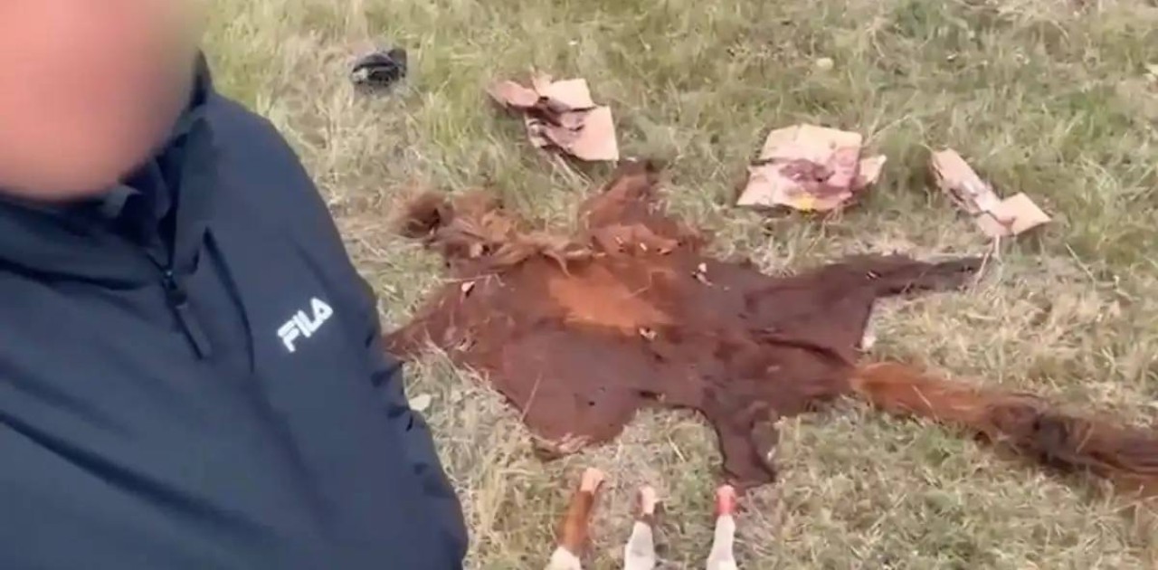 Ұрланған малды сойып, етін сатып жіберген: Астана маңында қылмыстық топ ұсталды