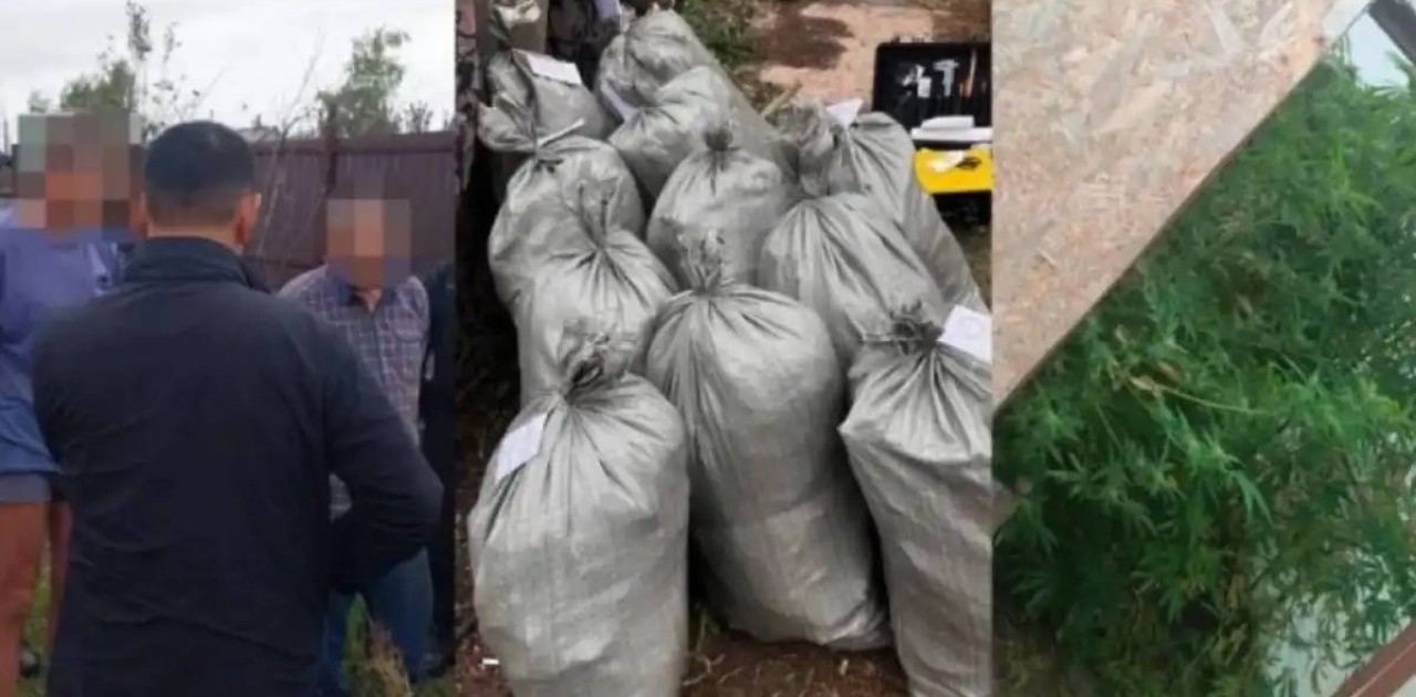 Рудныйда марихуана өсірген тұрғын ұсталды