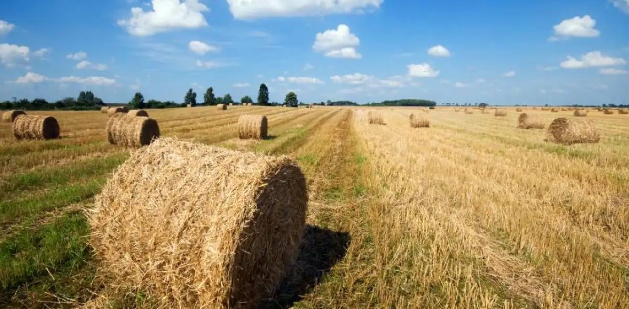 Елімізде 38 млн тонна мал азығы дайындалды