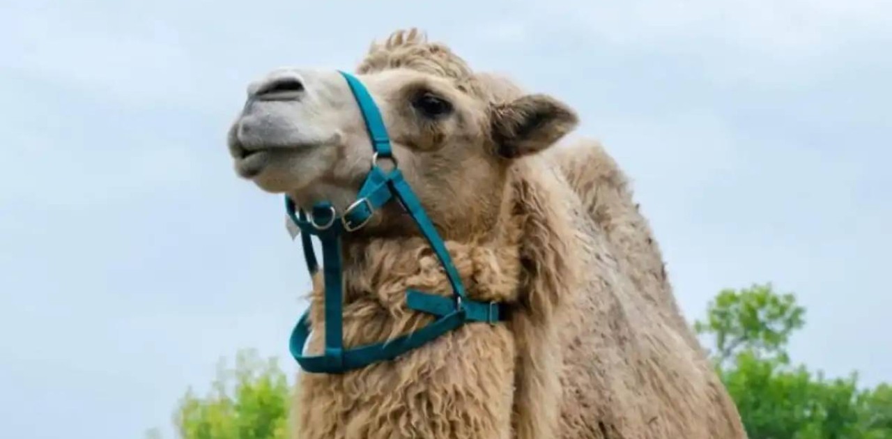 Құлсары қаласында көшеде жүрген түйе баланы таптап кетті