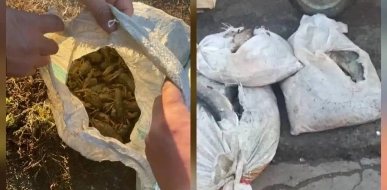 БҚО тұрғыны 10 қап өзен шаянымен ұсталды