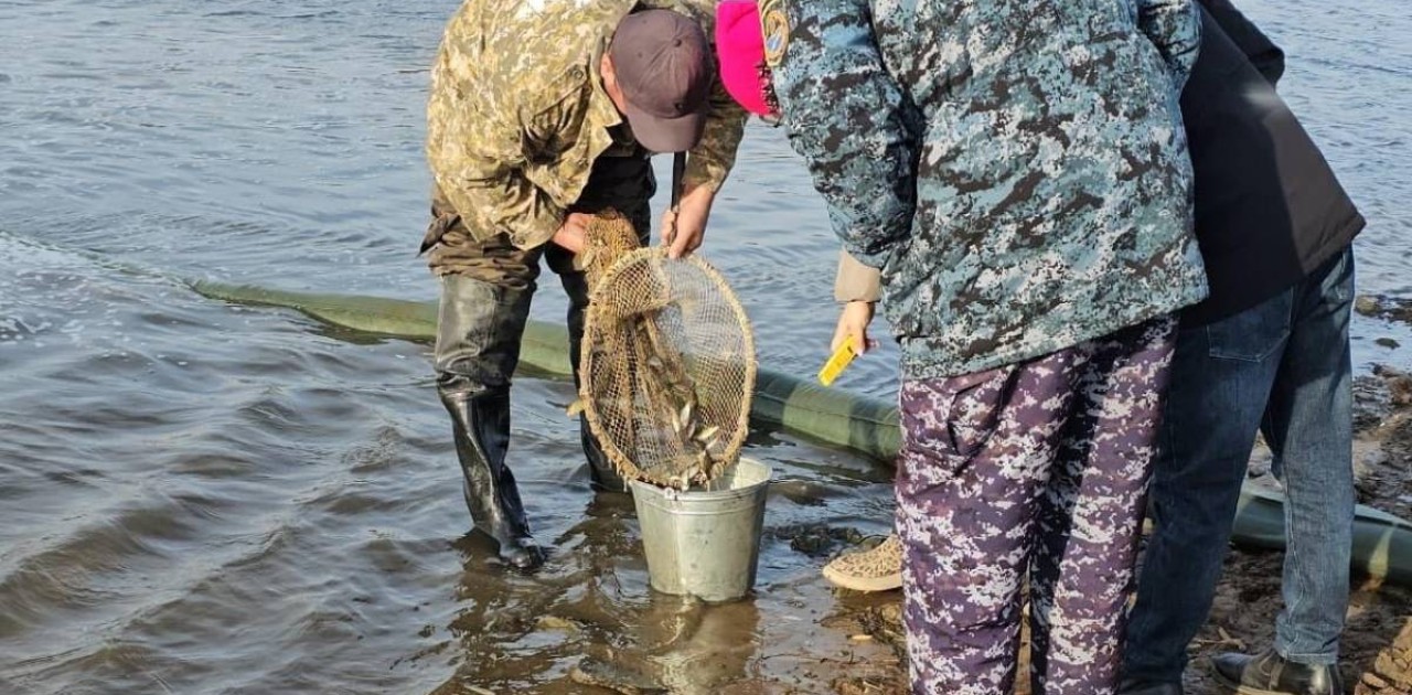 Ақмола облысында Сілеті өзеніне балық жіберу жүргізілді