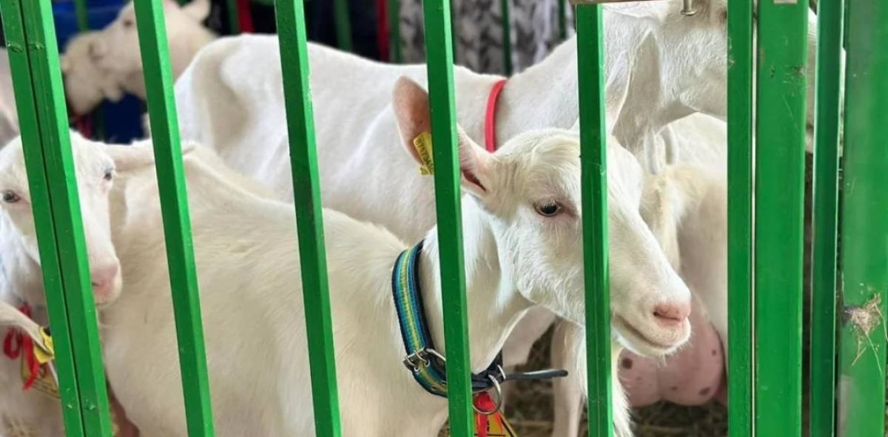 Моңғолиядан ешкінің бір басы қанша теңгеге сатып алынады – министр жауабы