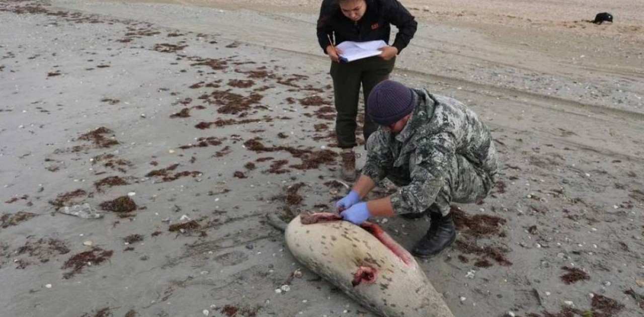 Каспий жағалауынан 100-ден аса итбалықтың өлексесі табылды: олар неден қырылуы мүмкін