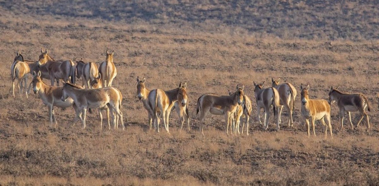 Қазақстанда қанша құлан бар