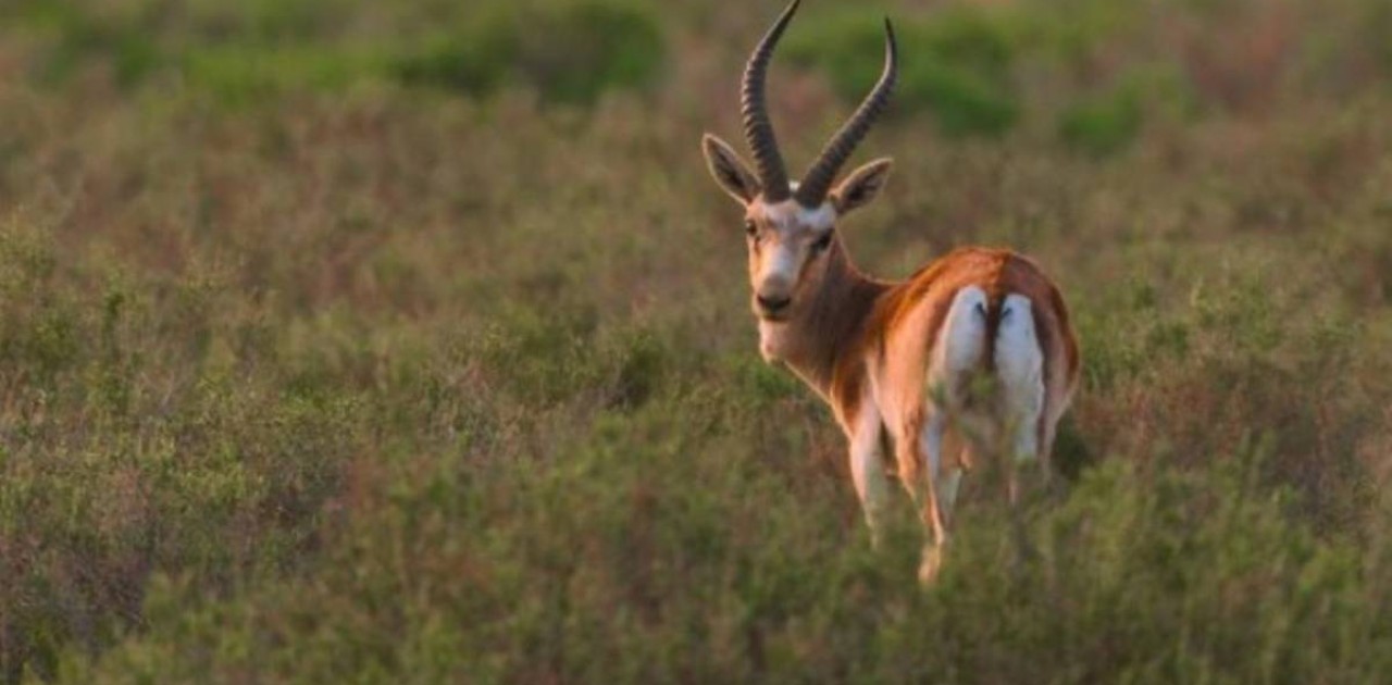 Алматы облысының үш азаматы Қызыл кітапқа енген қарақұйрықты заңсыз аулағаны үшін сотталды