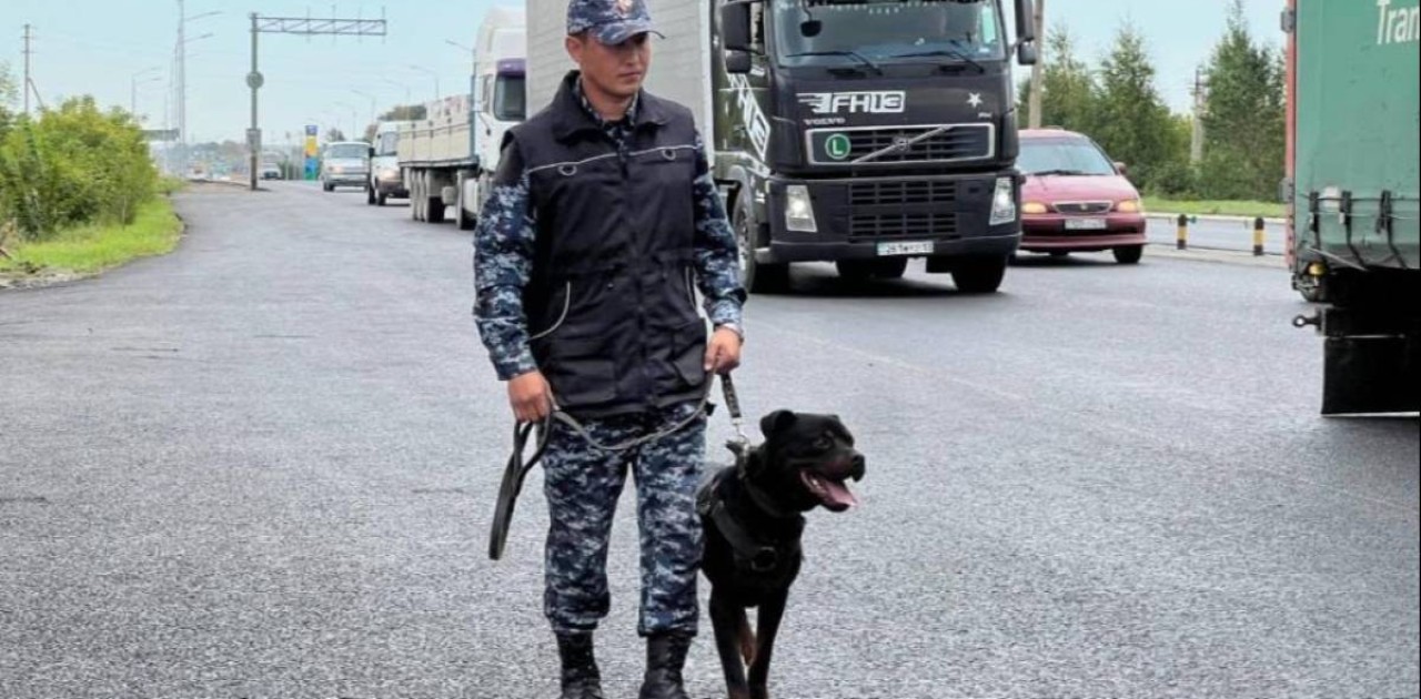 Астанада қызметтік ит автокөліктен есірткі тауып алды