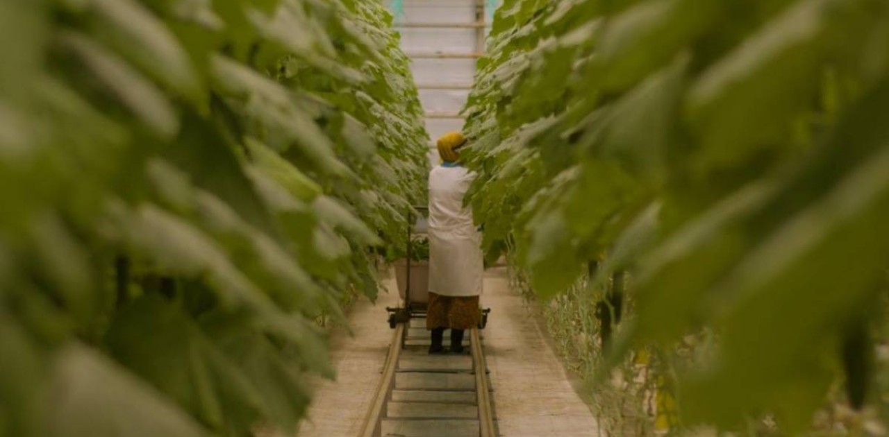 Астанадағы жылыжайдан күніне 3-4 тонна қияр жиналады