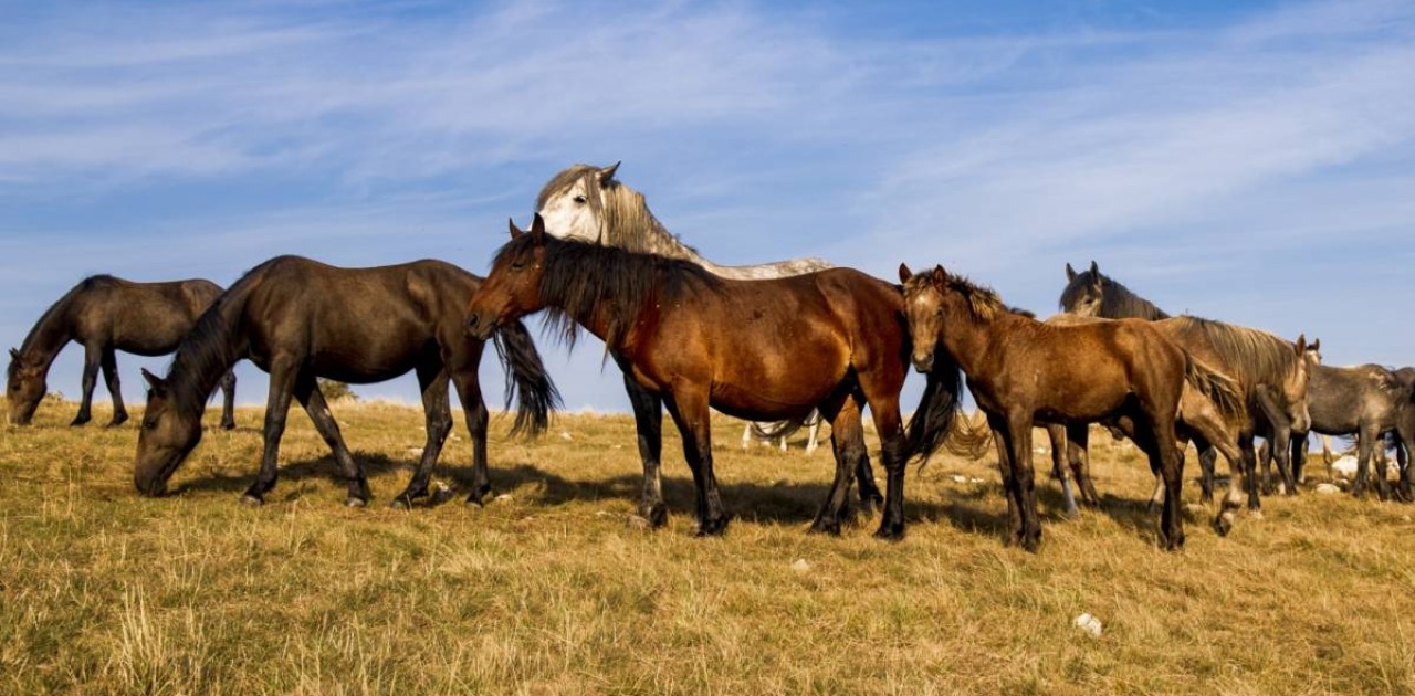 Астана маңындағы ірі мал ұрлығы: күдікті шаруашылық басшысы болып шықты