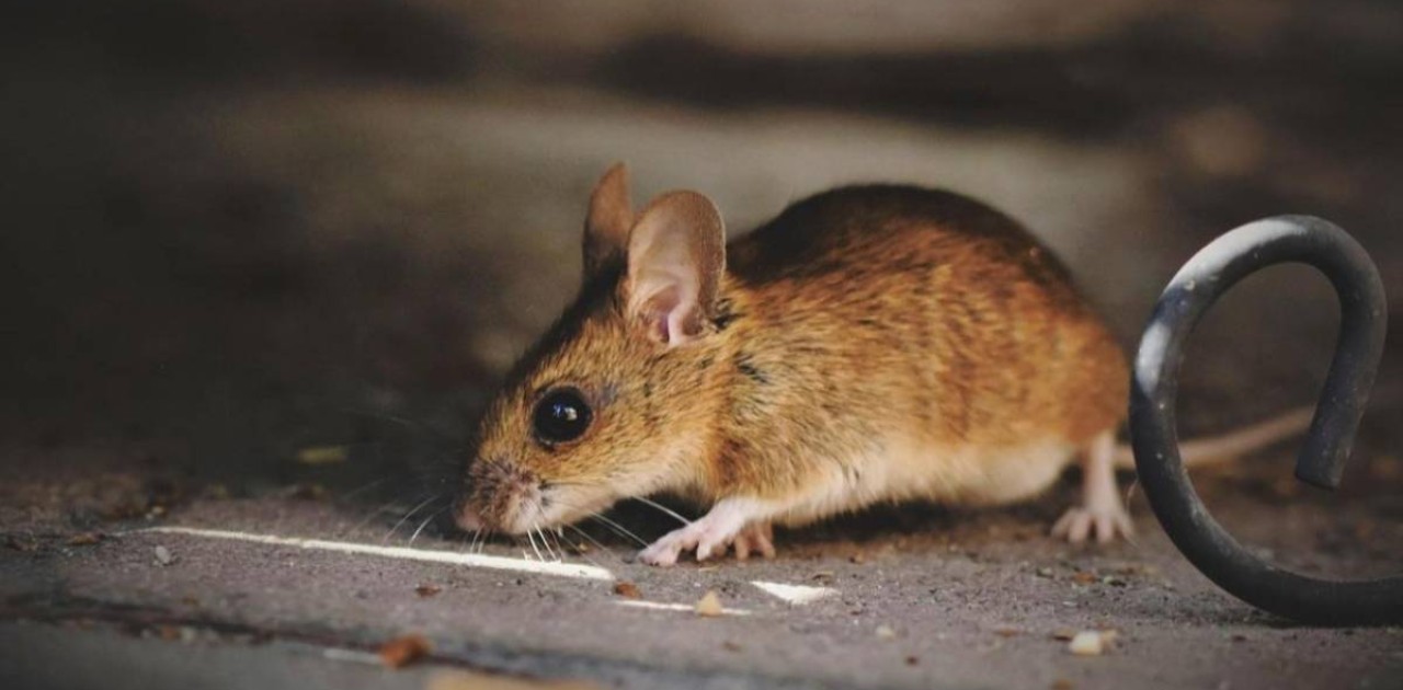 Атырауда кеміргіштер көбейді: облыста арнайы комиссия құрылды