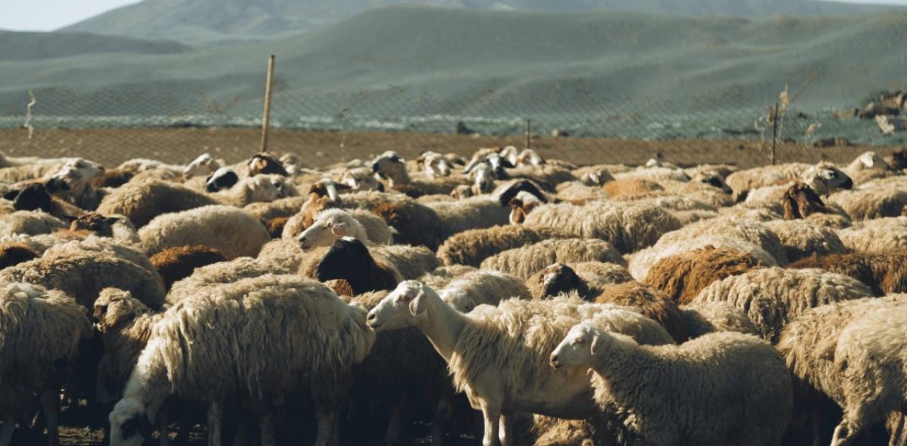 «Үш күн тамақ ішпеген»: Жамбыл облысында тұманда адасып кеткен қойшы табылды