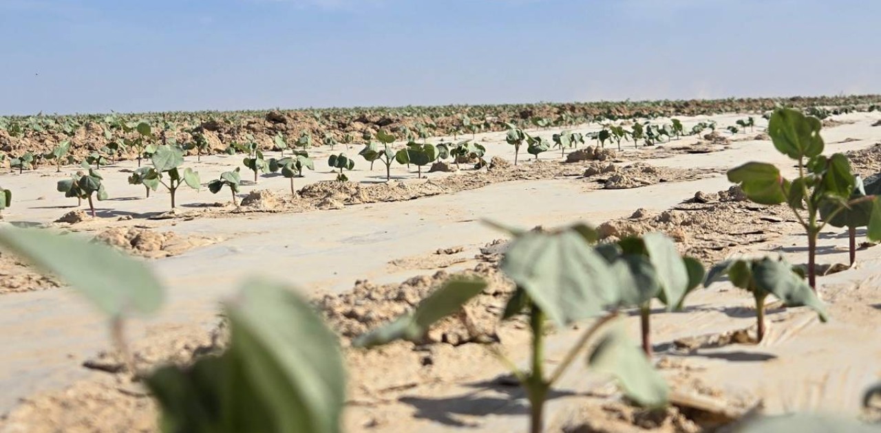 Түркістан облысында ауқымды мақта кластері құрылады