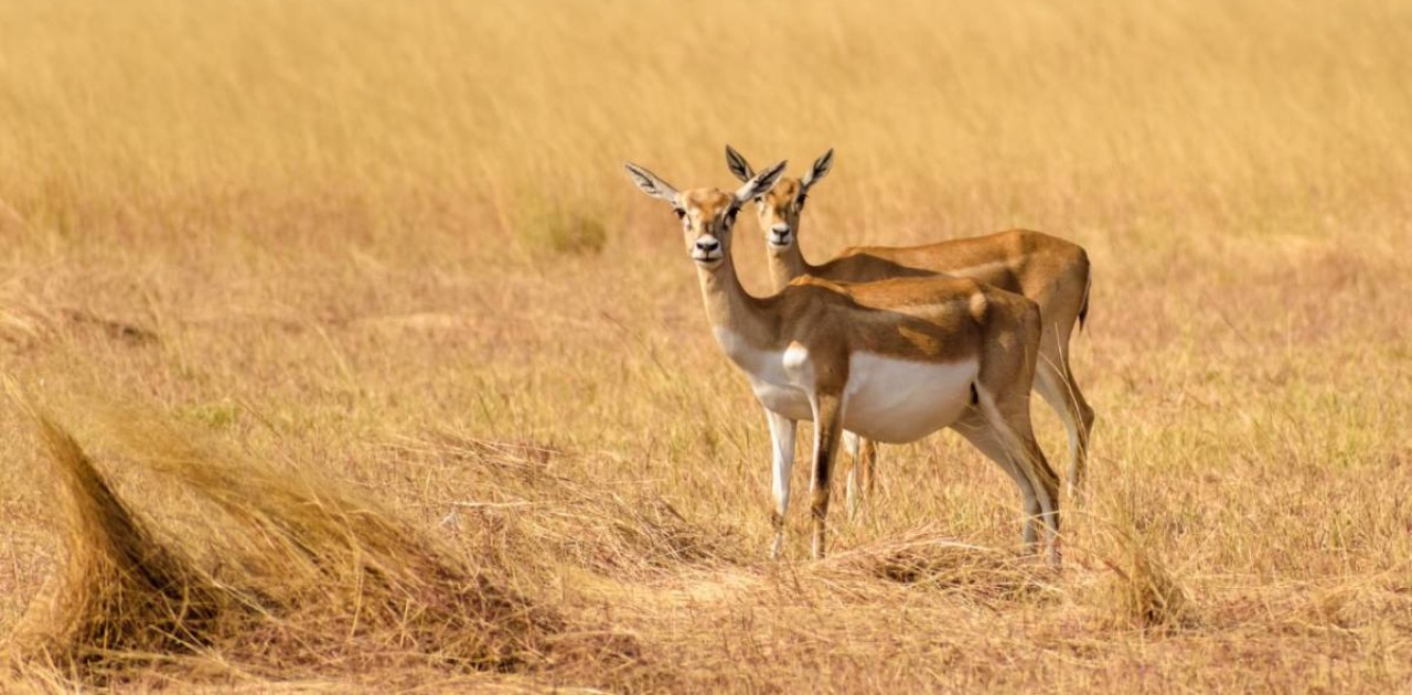 Роман Скляр киік популяциясын тұрақты басқару мәселелері бойынша кеңес өткізді