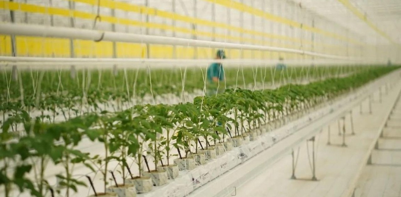 Қызанақтың 12 түрін өсіретін жылыжай іске қосылды