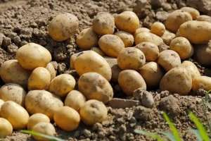 Картоп тапшылығы: бөлінген 5,1 млрд теңге өңірлерде тиімсіз жұмсалған