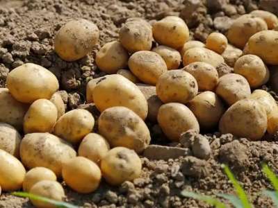 Елде 900 мың тоннадан астам картоп жиналды, экспортқа шектеу жоқ