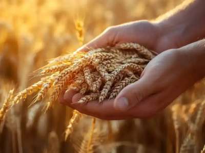 Қазақстандық бидайдың Италияға экспорты қарқын алды