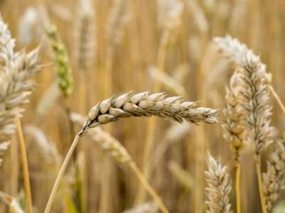 Қазақстан бидайы Вьетнамға экспортталды