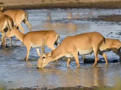 Экология министрлігі Өзбекстанға киік беруге қатысты мәлімдеме жасады