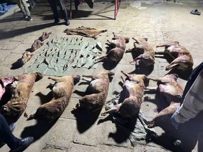 Маңғыстау облысында киік мүйіздерін заңсыз сақтаған тұрғын ұсталды (ВИДЕО)