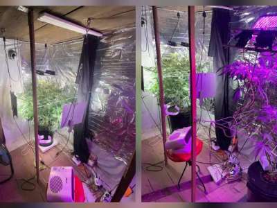 Қостанайда жасырын фитозертхана жойылды