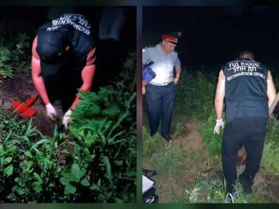 Қостанай облысында бақшасында каннабис өсімдіктерін өсірген күдікті ұсталды