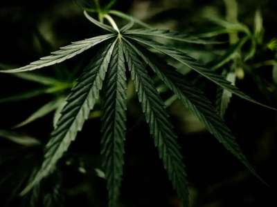 Ақмола облысының тұрғыны жасырын марихуана өсіру зертханасын ұйымдастырғаны үшін сотталды