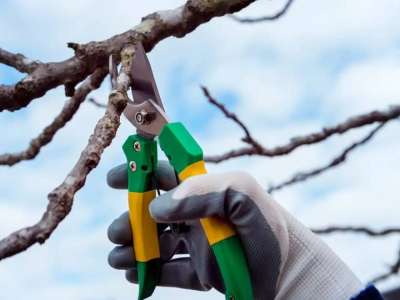 Атырау облысында әкімдік қызметкері ағаштан құлап, жарақат алған