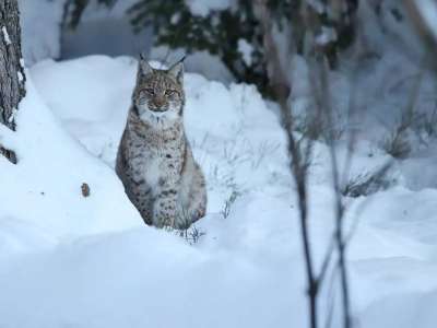 Елімізде барыстардың саны 2 есеге артты