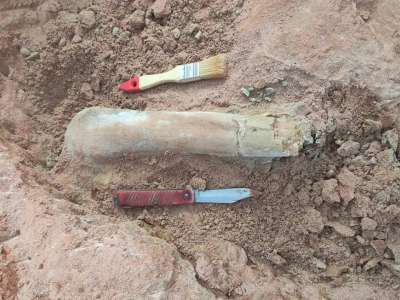 Тәжікстанда 85 миллион жыл бұрын өмір сүрген динозаврдың сүйегі табылды