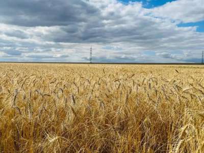 Қарағанды облысында рекордтық көлемде астық жиналды