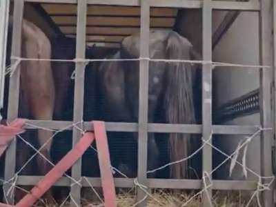 Полицейлер 11 млн теңгенің мал ұрлығын ашты (ВИДЕО)