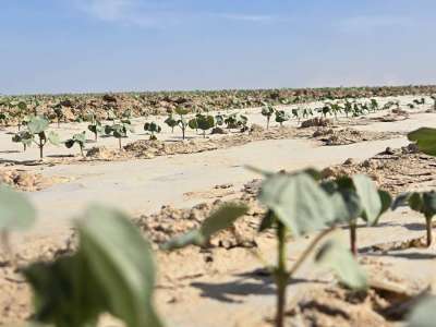 Түркістан облысында ауқымды мақта кластері құрылады